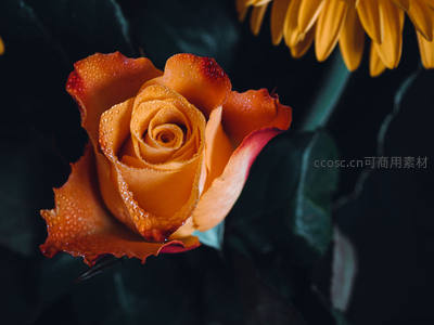 橙红玫瑰缀水珠，晨露晶莹剔透