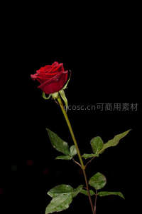 黑背景下孤傲红玫瑰