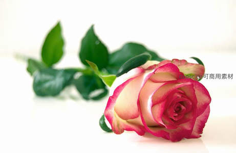 红边白蕊玫瑰静卧纯白