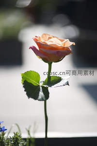 阳光下的单支橙玫瑰
