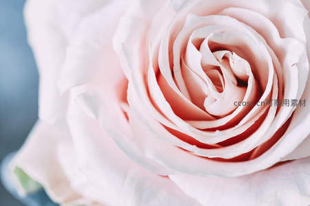 浅粉玫瑰花瓣螺旋纹理