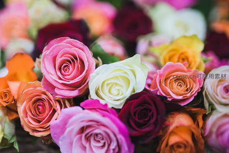 缤纷多彩的玫瑰花丛