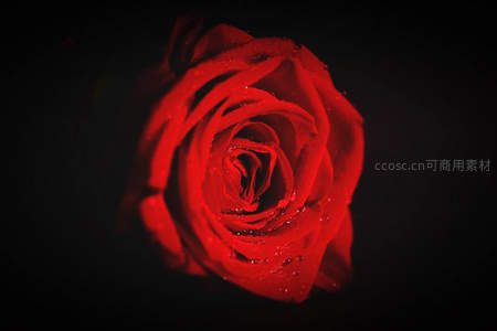 黑背景下的晶莹红玫瑰特写