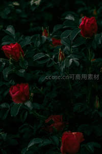 暗影丛中绽放的几朵红玫瑰
