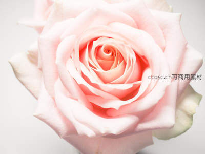 粉嫩玫瑰花蕊特写，柔美花瓣层层绽放