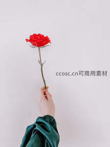 手捧红玫瑰，简约背景显深情