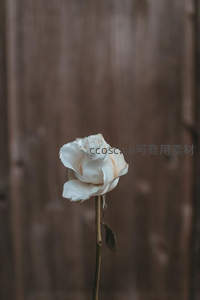 木纹背景下的洁白玫瑰花