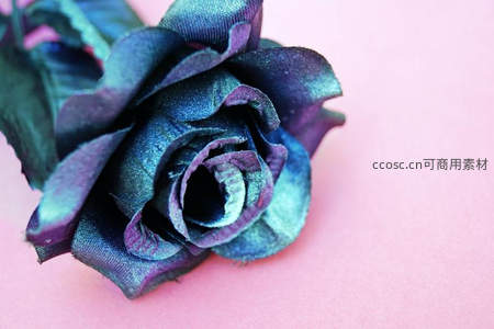 蓝紫渐变布艺玫瑰特写