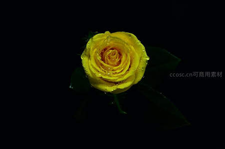 黑背景下带露珠的黄玫瑰