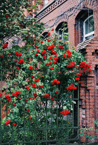 红玫瑰攀爬于砖墙铁艺围栏间