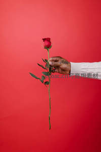 纹身之手轻握单支红玫瑰献礼