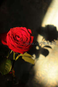 晨露点缀的红玫瑰在光斑中闪耀