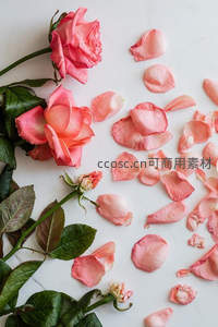 粉玫瑰与散落花瓣构成诗意画面