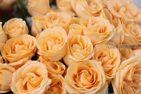 淡黄玫瑰花束密集绽放如云霞