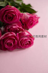 深粉玫瑰簇拥浅粉背景柔情满溢