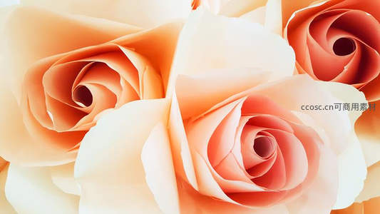橙白玫瑰特写，花瓣层叠如丝绸