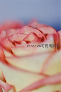 粉白玫瑰花瓣的柔美层次特写