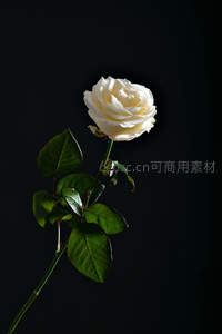 黑背景下孤傲绽放的纯白玫瑰