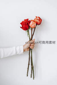 手中紧握三朵红玫瑰的简约画面