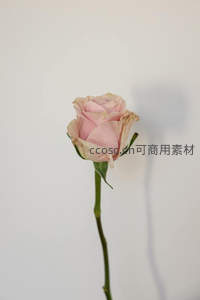 单支粉色玫瑰静谧绽放