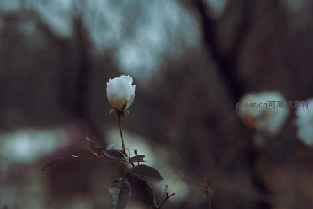 孤寂白玫瑰在朦胧背景中的诗意之美