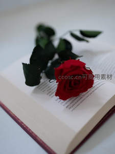 鲜红玫瑰静卧于翻开书页上的文艺场景