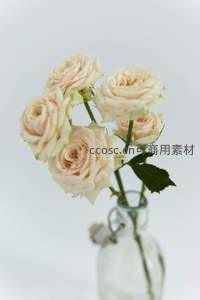 奶油色玫瑰插于透明玻璃瓶中的简约美学