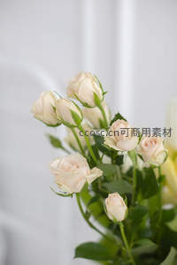 含苞待放的浅色玫瑰花枝在明亮光线下