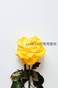 单支黄玫瑰平铺于纯白背景之上