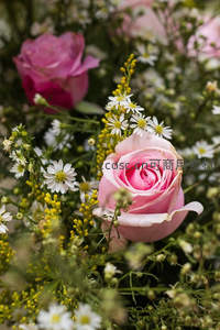 粉色玫瑰与雏菊满天星交织成花束