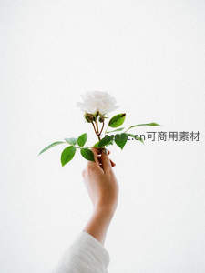 手捧白玫瑰，简约纯净之美