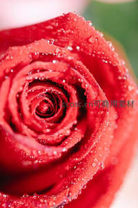 微距镜头下的红玫瑰水珠