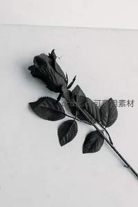 黑白极简风，一支干枯黑玫瑰的孤独美学