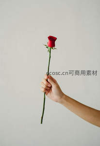 单支红玫瑰的极简表达