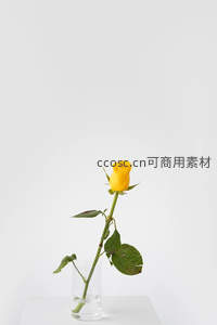 单支黄玫瑰静置于透明花瓶中，简约优雅