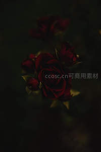 暗调中绽放的深红玫瑰，神秘而高贵
