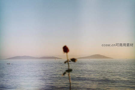 海边日落时分的玫瑰剪影