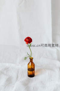 单支红花瓶中立，简约白布映衬纯美