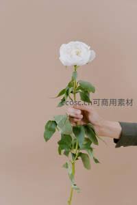 素手轻托白牡丹，简约背景显纯净之美