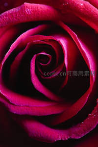 深红玫瑰特写，层层花瓣如丝绸般细腻