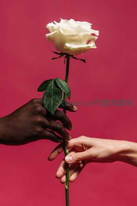 双手传递的白色玫瑰象征爱与和平