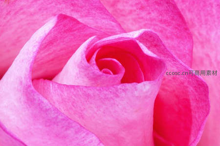 粉红玫瑰花瓣螺旋纹理特写