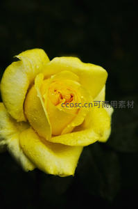 带露珠的黄玫瑰在暗影中闪耀