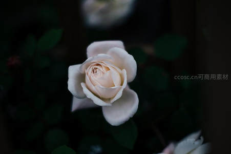 月光下的奶油白玫瑰静谧绽放