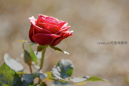 阳光下娇艳欲滴的红玫瑰