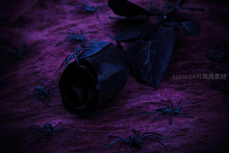紫光下的黑玫瑰与蜘蛛群