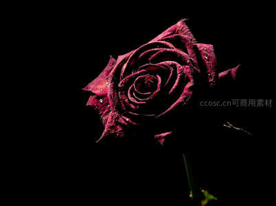 暗夜中的深红玫瑰，水珠点缀花瓣