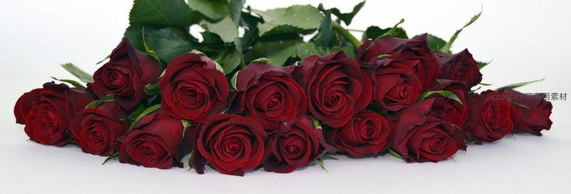一束深红玫瑰铺展纯白背景之上