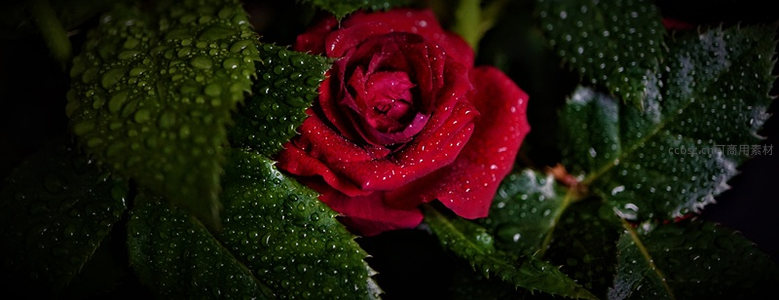 雨后红玫瑰与翠绿叶片上的水珠