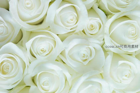 纯白玫瑰花海的极致温柔